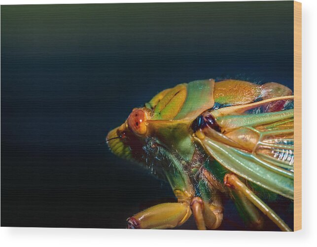 Insect Wood Print featuring the photograph Hairy by Mark Lucey