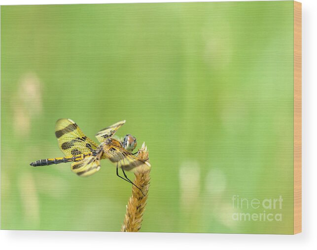 Halloween Penant Dragonfly Wood Print featuring the photograph Halloween in the Summer by Cheryl Baxter