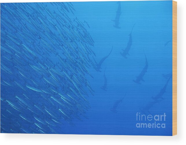 Animals In The Wild Wood Print featuring the photograph Hammerhead sharks by school of fishes by Sami Sarkis