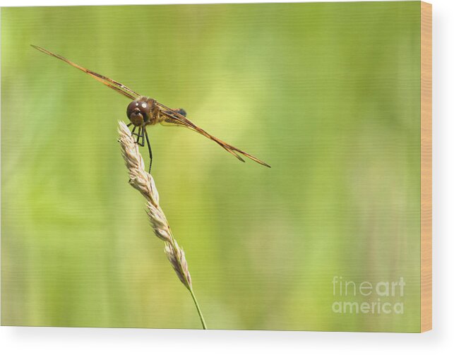 Tiger Striped Dragonfly Wood Print featuring the photograph Hang On by Cheryl Baxter
