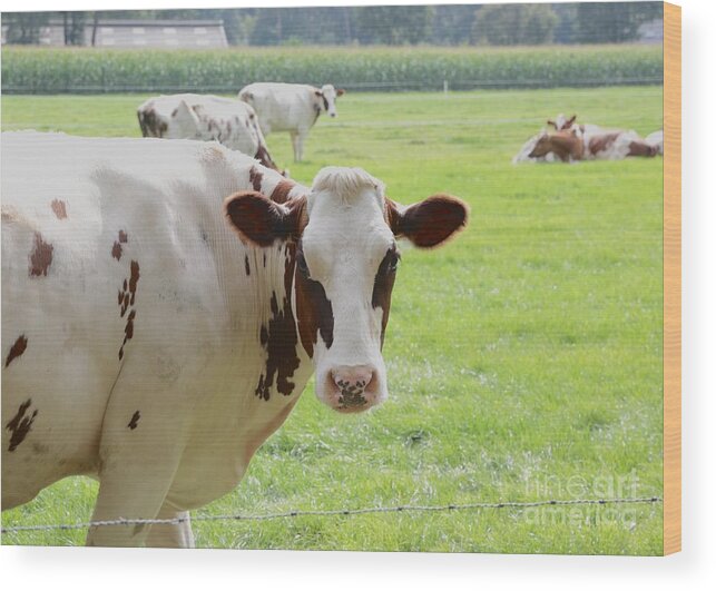Holland Wood Print featuring the photograph Happy Dutch Cows by Carol Groenen