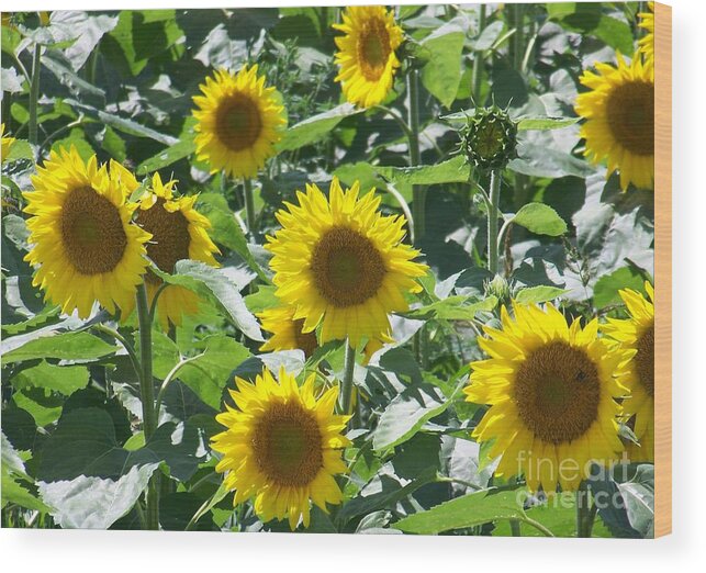 Sunflowers Wood Print featuring the photograph Happy Faces by Jackie Mueller-Jones