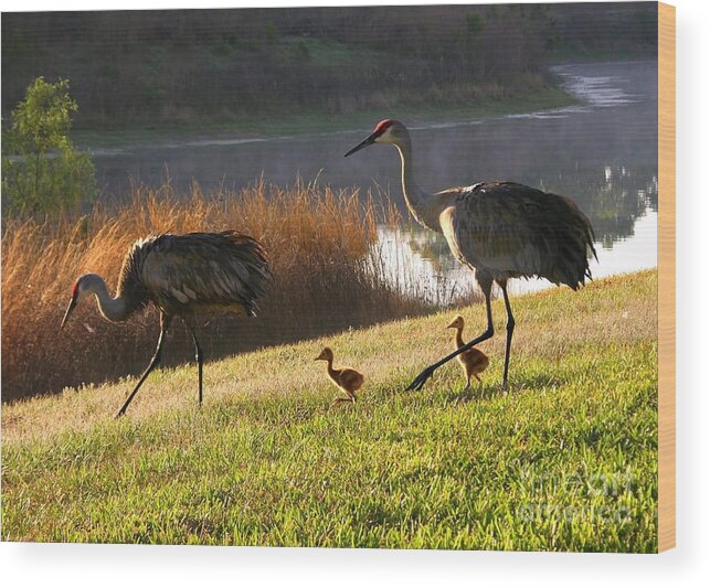 Sandhill Cranes Wood Print featuring the photograph Happy Sandhill Crane Family by Carol Groenen