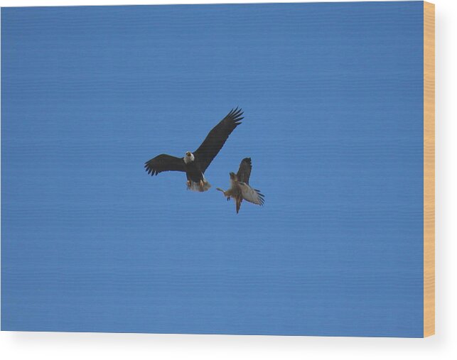 Hawk Wood Print featuring the photograph Hawk Vs Eagle by Trent Mallett