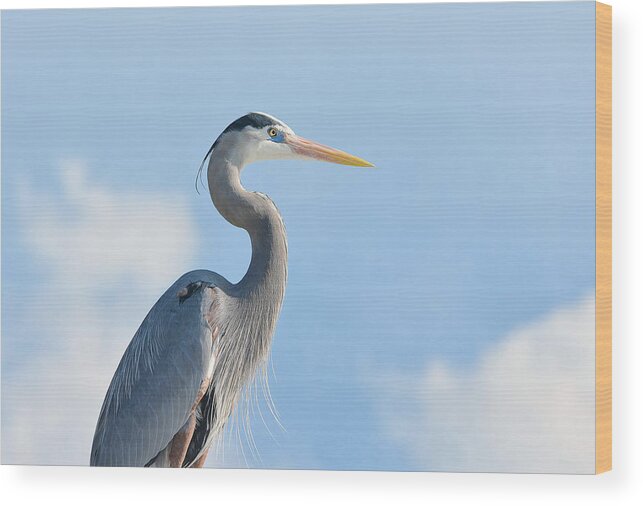 Great Blue Heron Wood Print featuring the photograph Head In The Clouds by Fraida Gutovich
