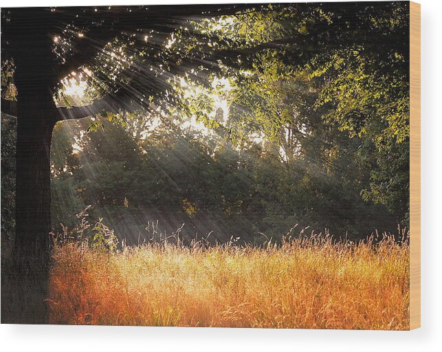 Landscape Wood Print featuring the photograph Heaven's Light by Virginia Folkman