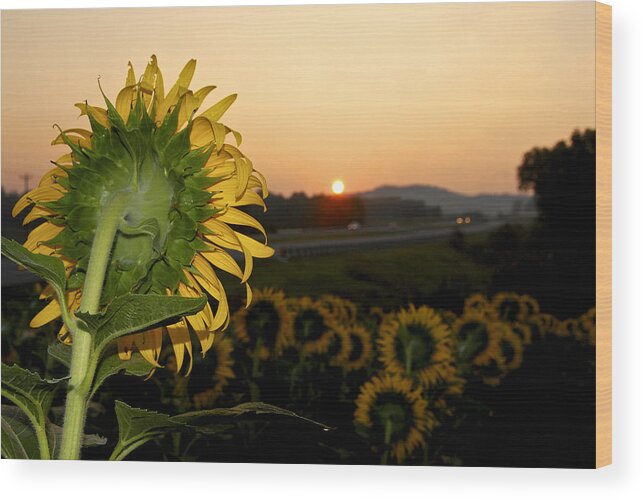 Sunflower Wood Print featuring the photograph Here Comes the Sun by Carol Erikson