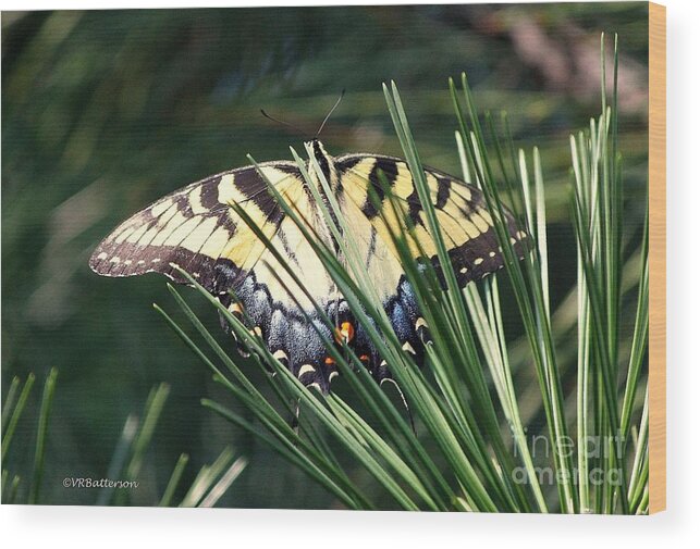 Butterfly Wood Print featuring the photograph Hidden in the Trees by Veronica Batterson
