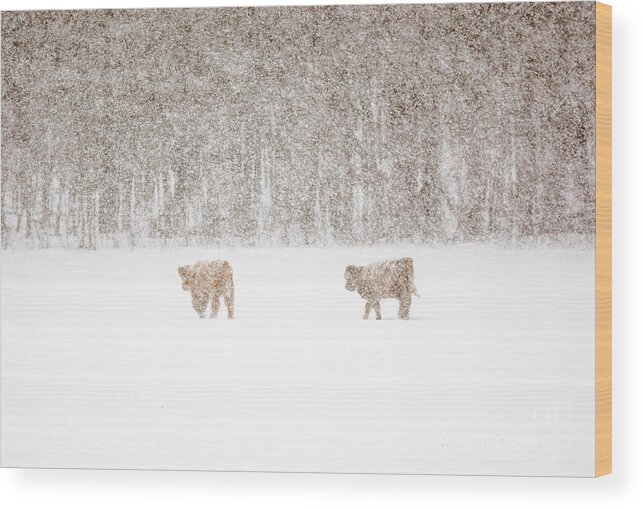 Highland Cattle Wood Print featuring the photograph Highland Cattle in the Snow by Cheryl Baxter