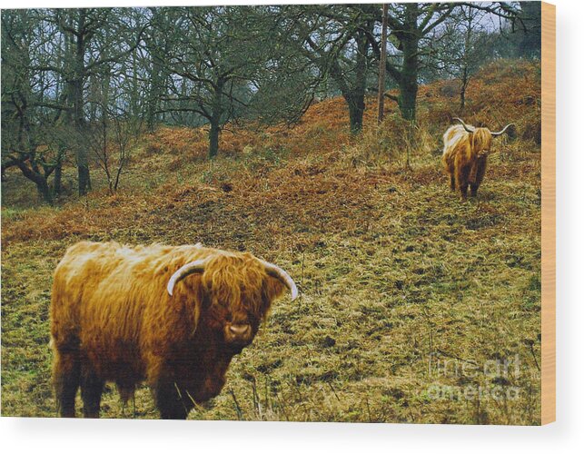 Highland Wood Print featuring the photograph Highland Cows Landscape by Cassandra Buckley