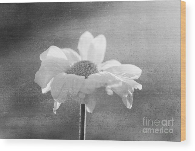 Flower Wood Print featuring the photograph Highlighted by Aimelle Ml