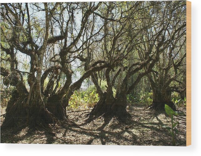 Landscape Wood Print featuring the photograph History in Bonita Springs by Lindsey Floyd
