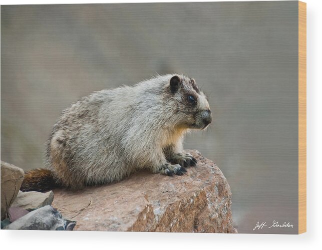 Animal Wood Print featuring the photograph Hoary Marmot on a Boulder by Jeff Goulden