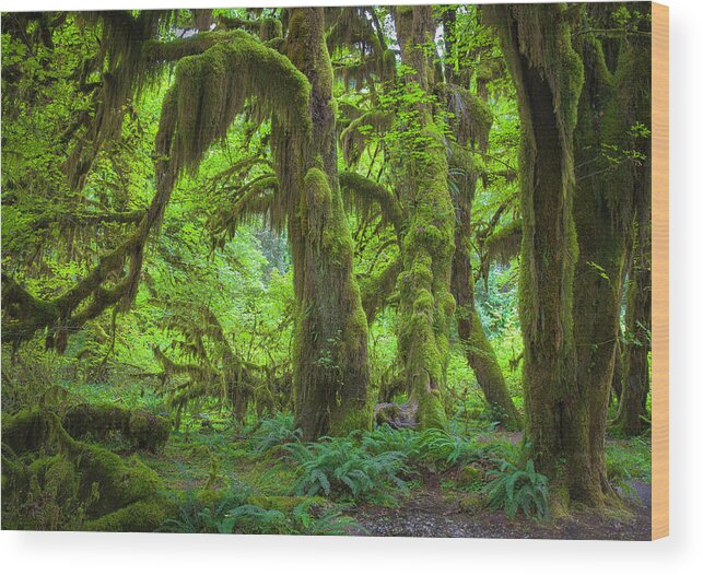 Outdoors Wood Print featuring the photograph Hoh Rainforest by Ron Crabtree