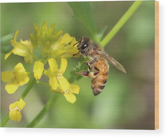 Honeybee Wood Print featuring the photograph Honey Bee on Mustard by Lucinda VanVleck