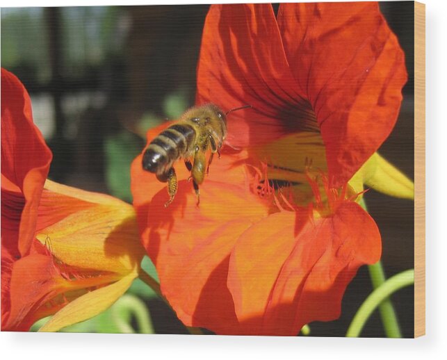 Honeybee Wood Print featuring the photograph Honeybee Entering Nasturtium by Lucinda VanVleck
