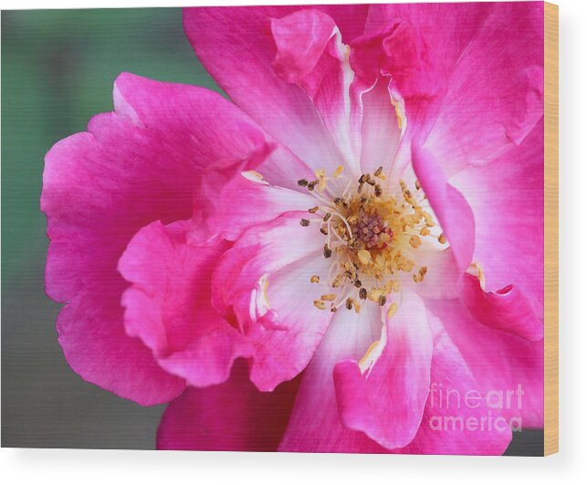 Macro Wood Print featuring the photograph Hot Pink Rose by Sabrina L Ryan