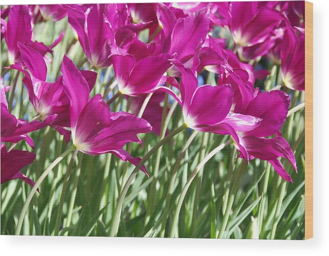 Hot Pink Tulips Wood Print featuring the photograph Hot Pink Tulips 2 by Allen Beatty