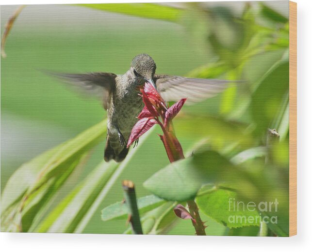 Hummingbird Wood Print featuring the photograph Hummer at the Rose by Debby Pueschel
