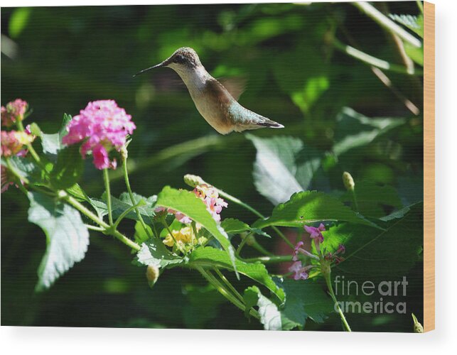 Hummingbird Wood Print featuring the photograph Humming Around by Manda Renee