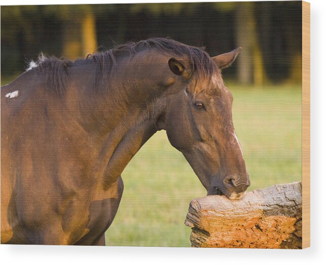 Pony Wood Print featuring the photograph Hungry by Ang El