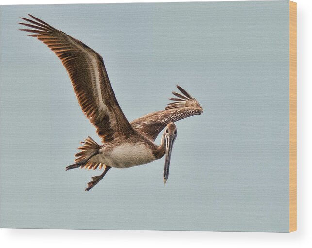 Pelican Wood Print featuring the photograph Hunting Bait Fish by Don Durfee