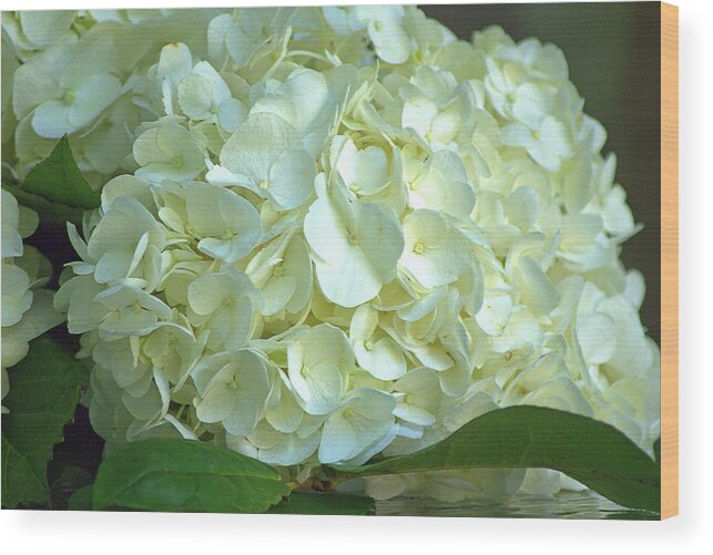 Hydrangea Wood Print featuring the photograph Hydrangea by Judy Salcedo