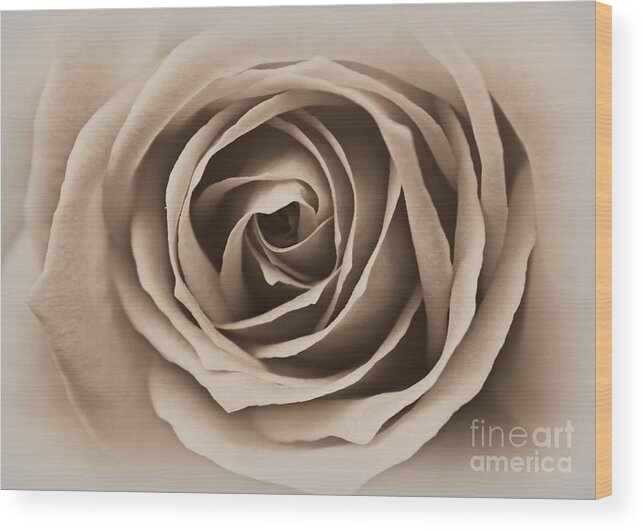 Rose Wood Print featuring the photograph I Am Beautiful by Clare Bevan