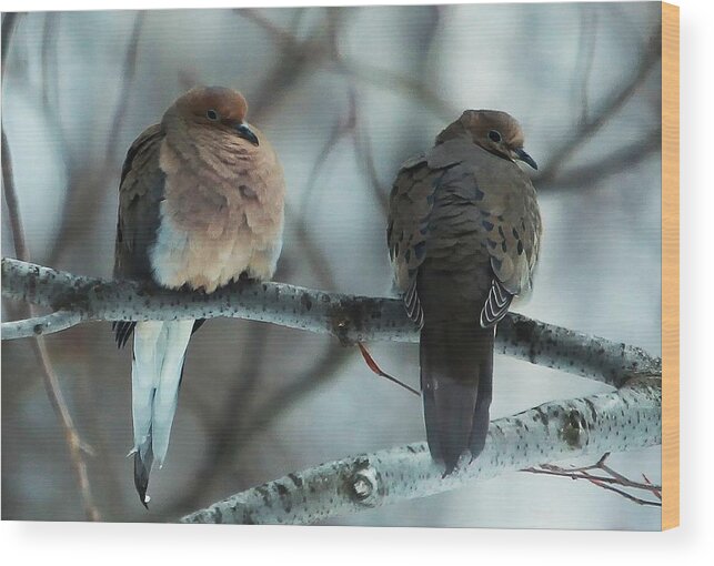 Two Doves Wood Print featuring the photograph I am not talking by Vance Bell