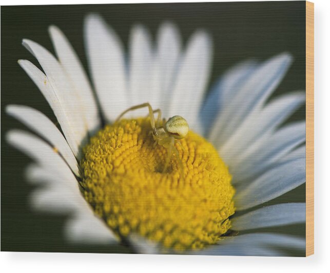 Macro Wood Print featuring the photograph I Have My Eyes on You by Dan Hefle