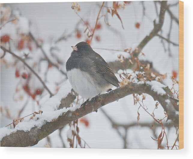 Bird Wood Print featuring the photograph I Just Want to Keep Warm by Kristin Hatt