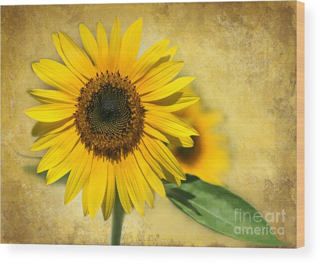 Landscape Wood Print featuring the photograph I Love Sunflowers by Sabrina L Ryan