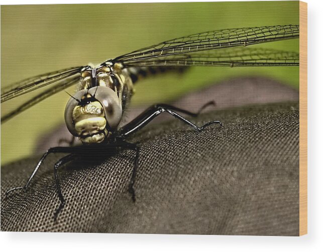 Dragon Fly Wood Print featuring the photograph I see you by Gary Wightman