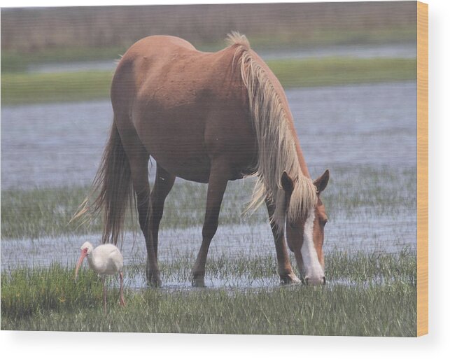 Shackleford Banks Wood Print featuring the photograph Ibis and Shackleford Pony 2 by Cathy Lindsey
