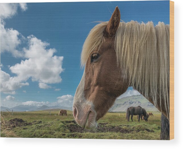 Horse Wood Print featuring the photograph Icelandic Sheephorse With Snack by William Toti