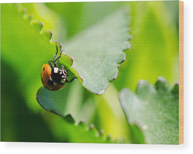 Ladybug Wood Print featuring the photograph In My Travels by Jordan Blackstone