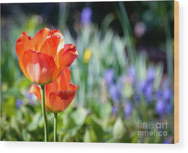 Flowers Wood Print featuring the photograph In The Garden by Kerri Farley