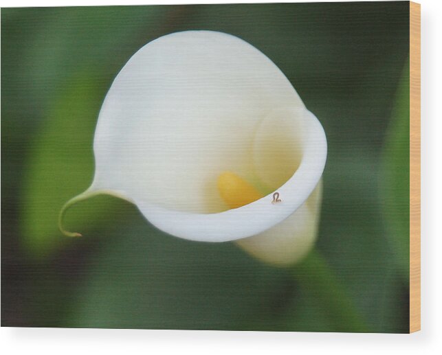 White Calla Lily Wood Print featuring the photograph Inching Along by Suzanne Gaff