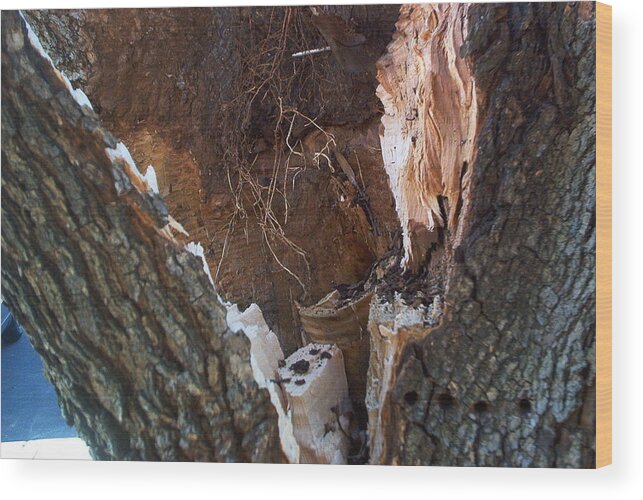 Bradford Pear Tree Wood Print featuring the photograph Inside a Bradford Pear Tree by Emmy Vickers