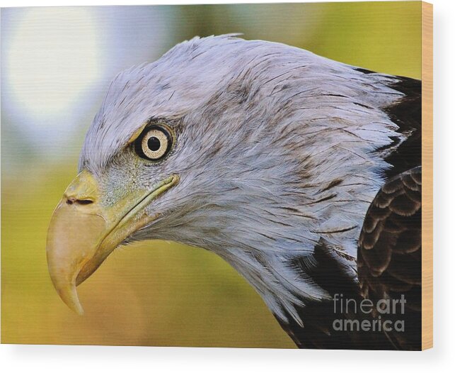 Eagle Wood Print featuring the photograph Intense by Kathy Baccari