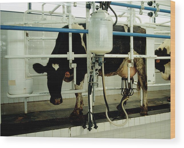 Milking Wood Print featuring the photograph Interior Of Milking Parlour by David Leah/science Photo Library.