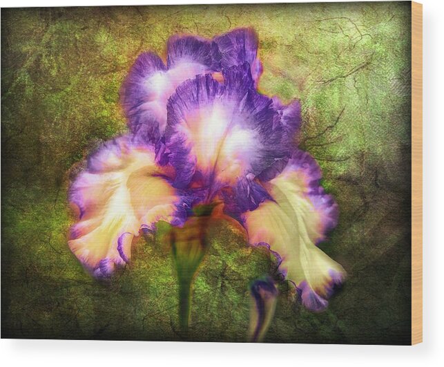 Iris Wood Print featuring the painting Iris Beauty by Lilia S