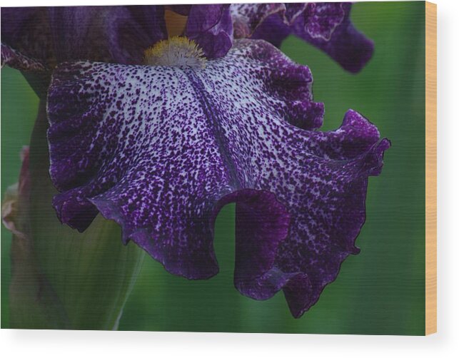 Iris Wood Print featuring the photograph Iris Closeup by Ken Dietz