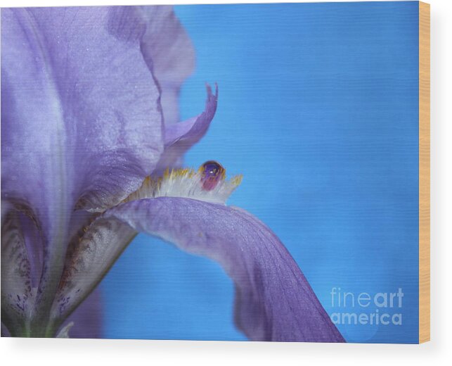 Iris Wood Print featuring the photograph Iris Oasis by Krissy Katsimbras