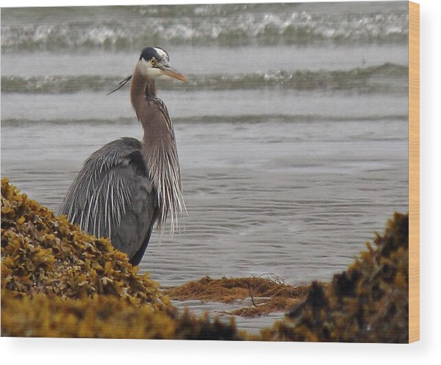 Great Blue Heron Wood Print featuring the photograph It Came From The Sea by Randy Hall