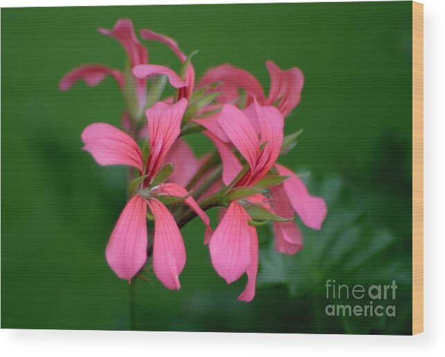 Ivy Geraniums Wood Print featuring the photograph Ivy Geraniums by Living Color Photography Lorraine Lynch
