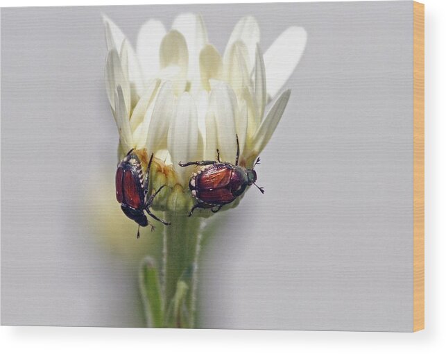 Beetles Wood Print featuring the photograph Japanese Beetles by Jackson Pearson