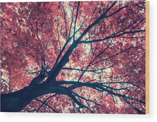 Autumn Wood Print featuring the photograph Japanese Maple - Vintage by Hannes Cmarits