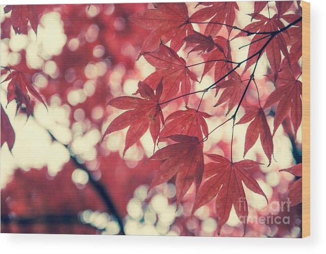 Autumn Wood Print featuring the photograph Japanese Maple Leaves - Vintage by Hannes Cmarits