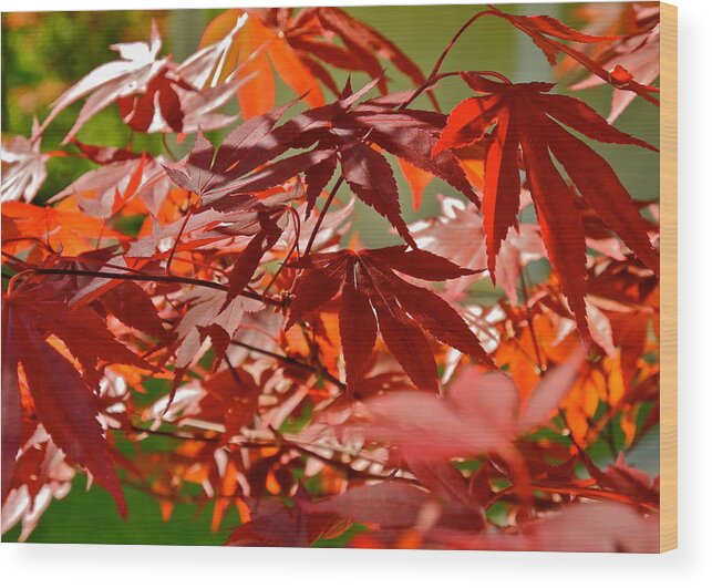 Japanese Red Leaf Maple Wood Print featuring the photograph Japanese Red Leaf Maple by Kirsten Giving